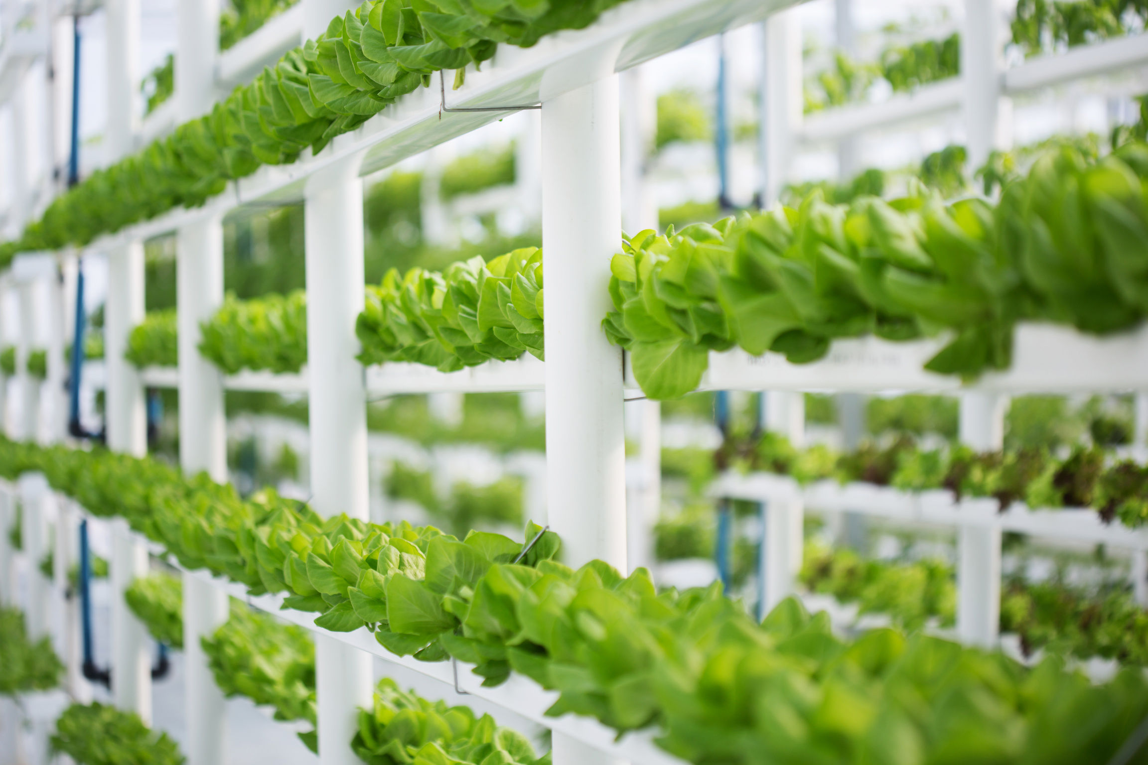 Vertical Hydroponic Lettuce Farm